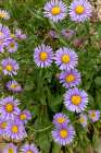 Aster wildflowers in the Stillwater State Forest near Whitefish, Montana, USA. Art Print